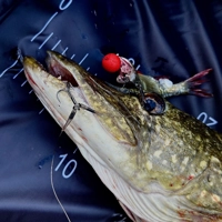 Westin Bait Poppers RnR